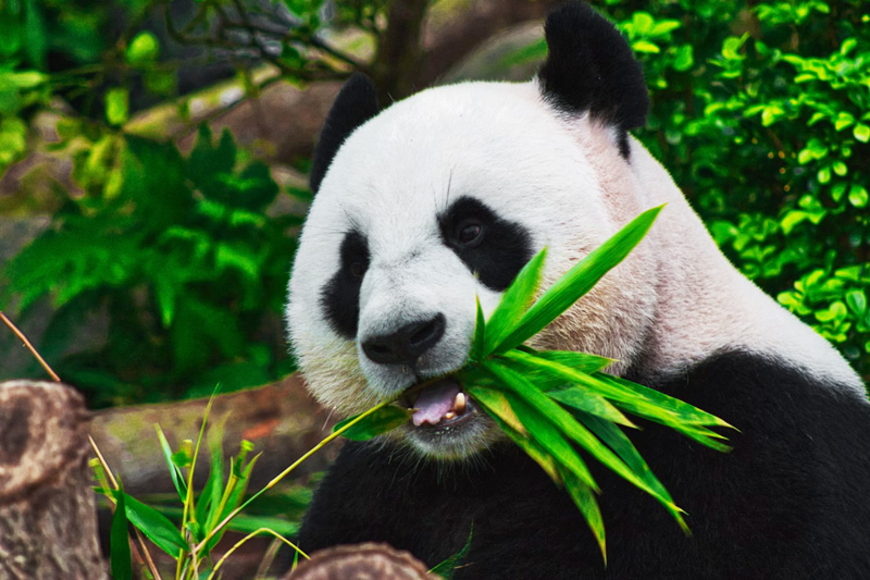 Giant panda and Leshan Giant Buddha day tour, Sichuan