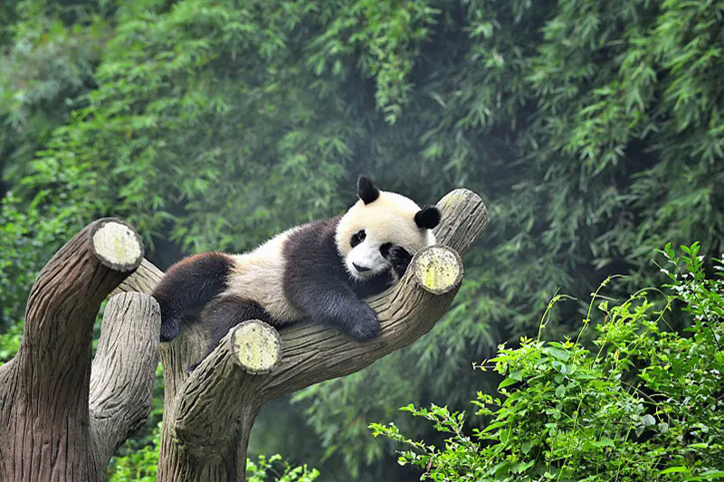 Giant panda eating bamboo at Chengdu Research Base