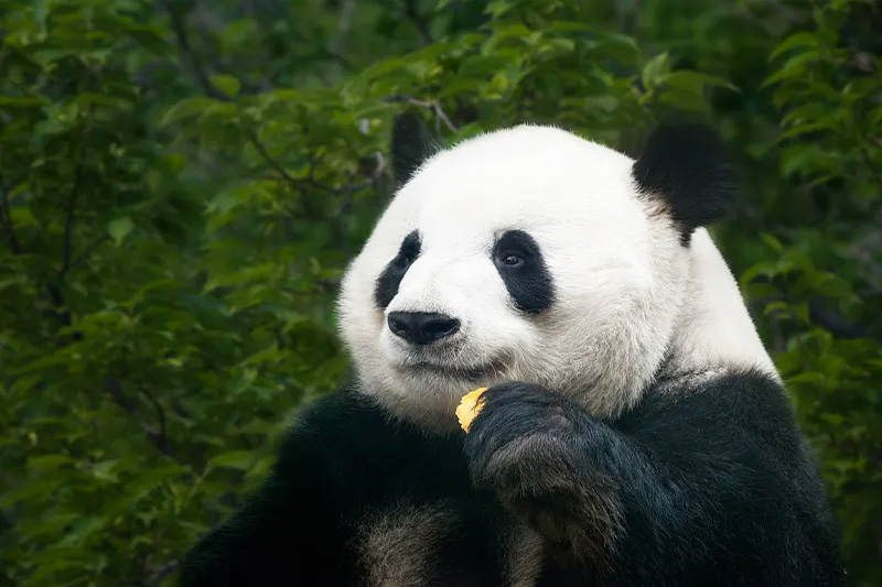 Giant pandas eating bamboo at Chengdu Research Base