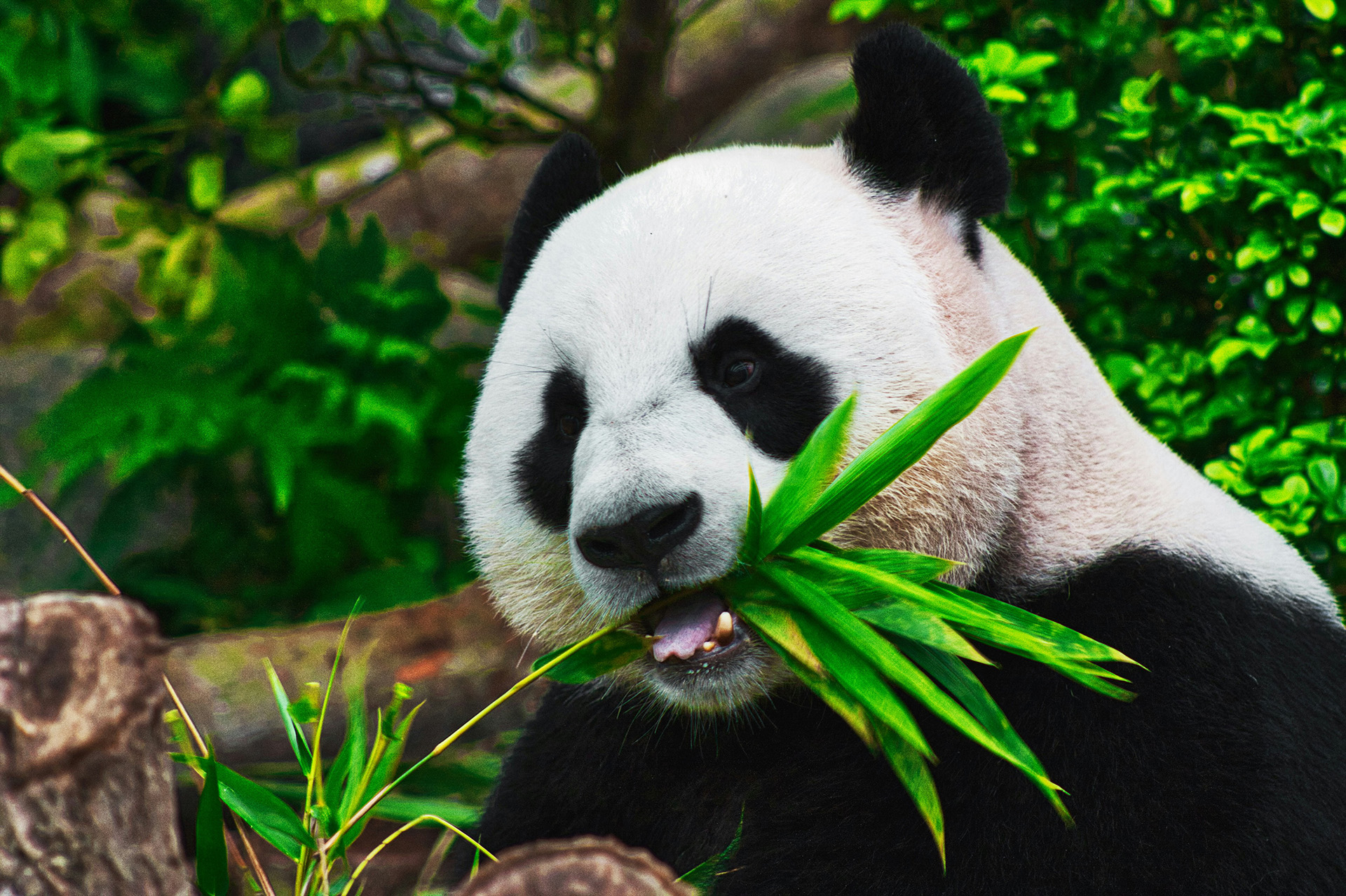 5 Days Chengdu Panda & Leshan Tour